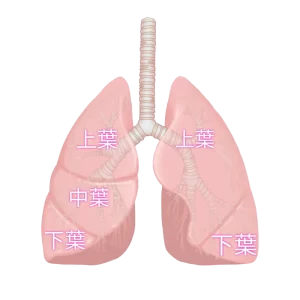 肺２